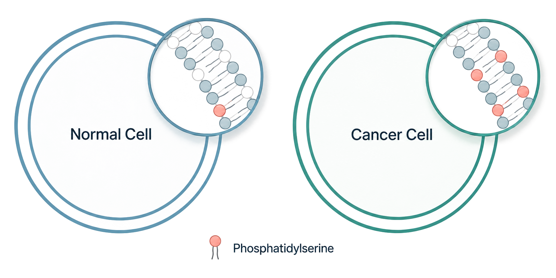 Normal cell vs cancer cell showing phosphatidylserine exposure on the outer membrane leaflet